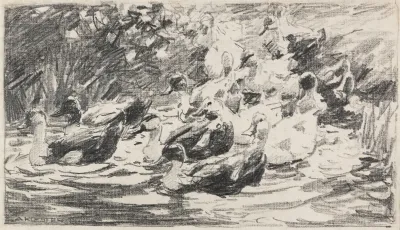 Enten Im Teich