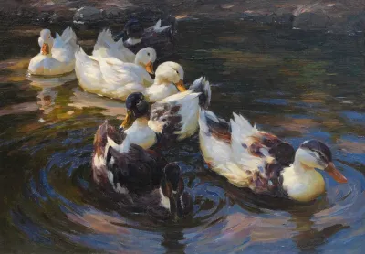 Enten In Morgensonne Enten In Blauem Wasser 2
