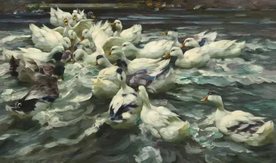 Enten In Teich Wilde Jagd