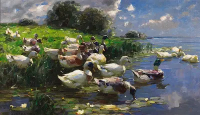 Enten Seelandschaft