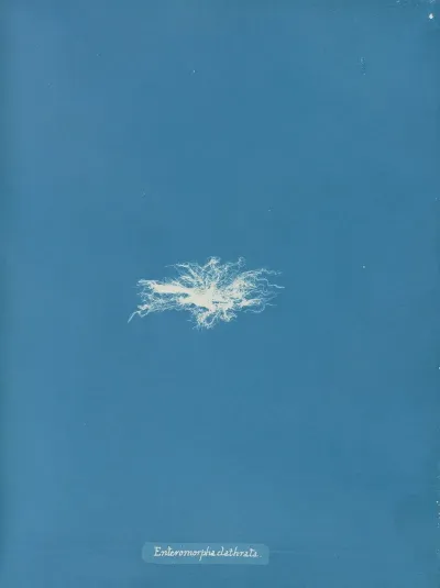 Enteromorpha Clathrata