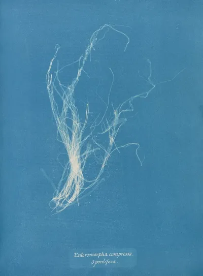 Enteromorpha Compressa β Prolifera