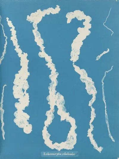 Enteromorpha Intestinalis
