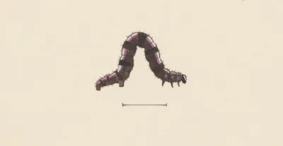 Entomology Watercolour Pl 001