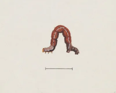 Entomology Watercolour Pl 003