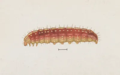 Entomology Watercolour Pl 004
