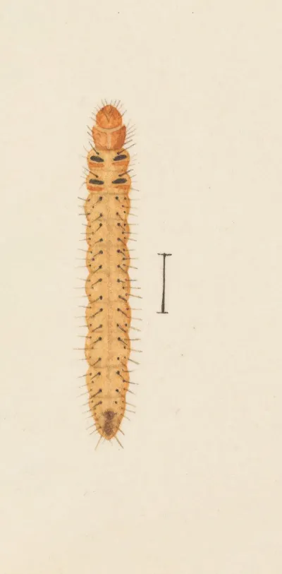 Entomology Watercolour Pl 005