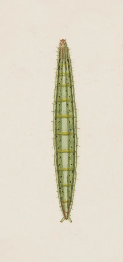 Entomology Watercolour Pl 007