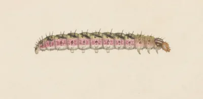 Entomology Watercolour Pl 008