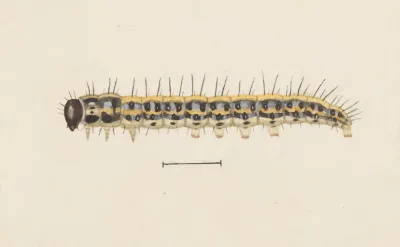 Entomology Watercolour Pl 009