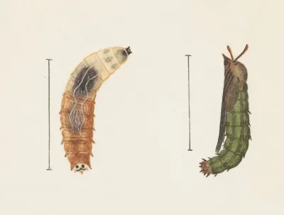 Entomology Watercolour Pl 012