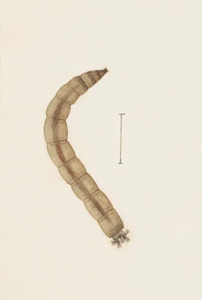 Entomology Watercolour Pl 015