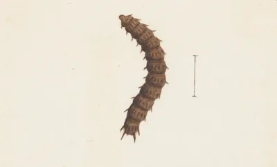Entomology Watercolour Pl 016