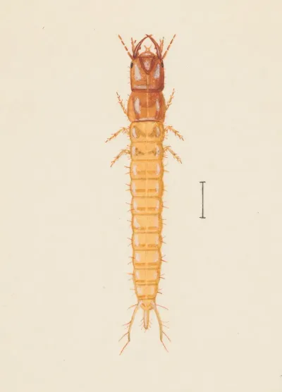 Entomology Watercolour Pl 020