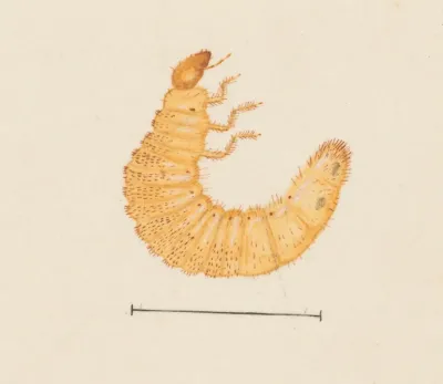 Entomology Watercolour Pl 022