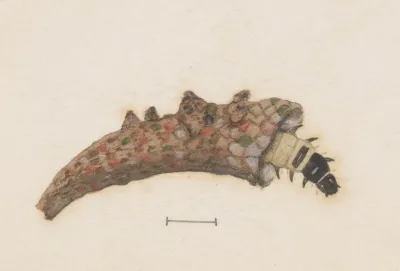 Entomology Watercolour Pl 025