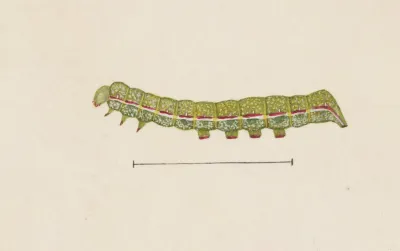Entomology Watercolour Pl 026
