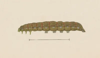 Entomology Watercolour Pl 028