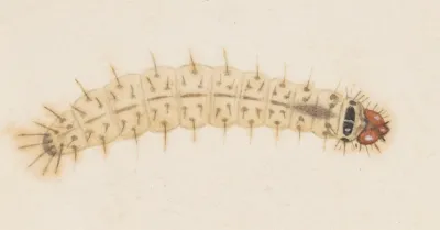 Entomology Watercolour Pl 032