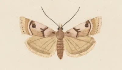 Entomology Watercolour Pl 034