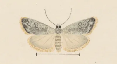 Entomology Watercolour Pl 035