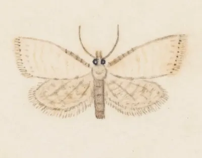 Entomology Watercolour Pl 036