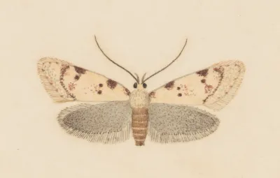 Entomology Watercolour Pl 037