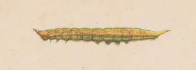 Entomology Watercolour Pl 038