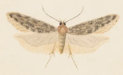 Entomology Watercolour Pl 041