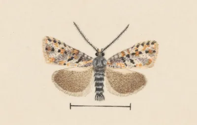 Entomology Watercolour Pl 042