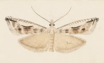 Entomology Watercolour Pl 043