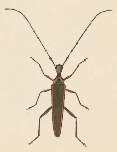 Entomology Watercolour Pl 046