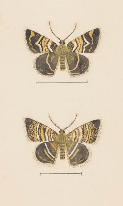 Entomology Watercolour Pl 047