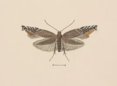 Entomology Watercolour Pl 049