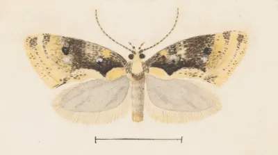 Entomology Watercolour Pl 051