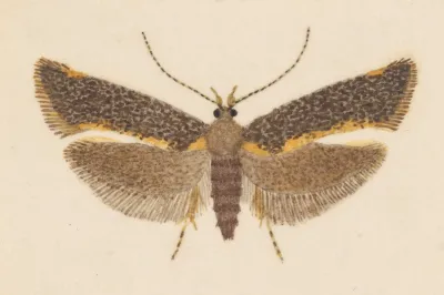 Entomology Watercolour Pl 053