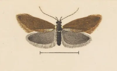 Entomology Watercolour Pl 055