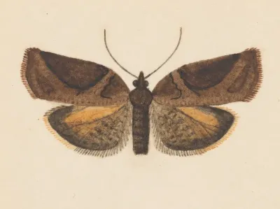 Entomology Watercolour Pl 056