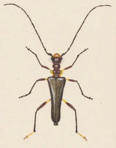 Entomology Watercolour Pl 057