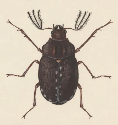 Entomology Watercolour Pl 058