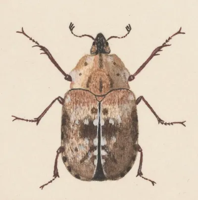 Entomology Watercolour Pl 059