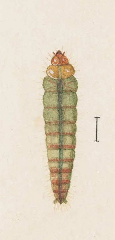 Entomology Watercolour Pl 063