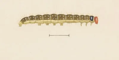 Entomology Watercolour Pl 064