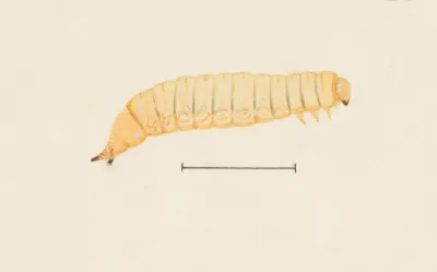 Entomology Watercolour Pl 067