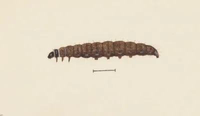 Entomology Watercolour Pl 068