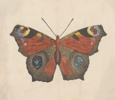 Entomology Watercolour Pl 069
