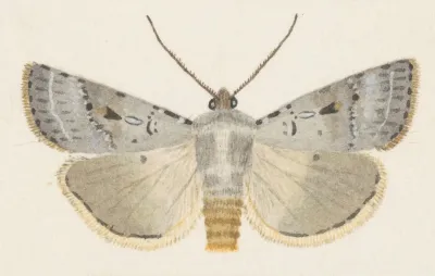 Entomology Watercolour Pl 070