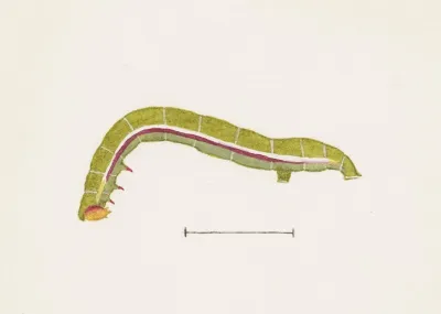 Entomology Watercolour Pl 071