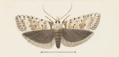 Entomology Watercolour Pl 072
