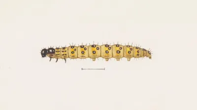 Entomology Watercolour Pl 073